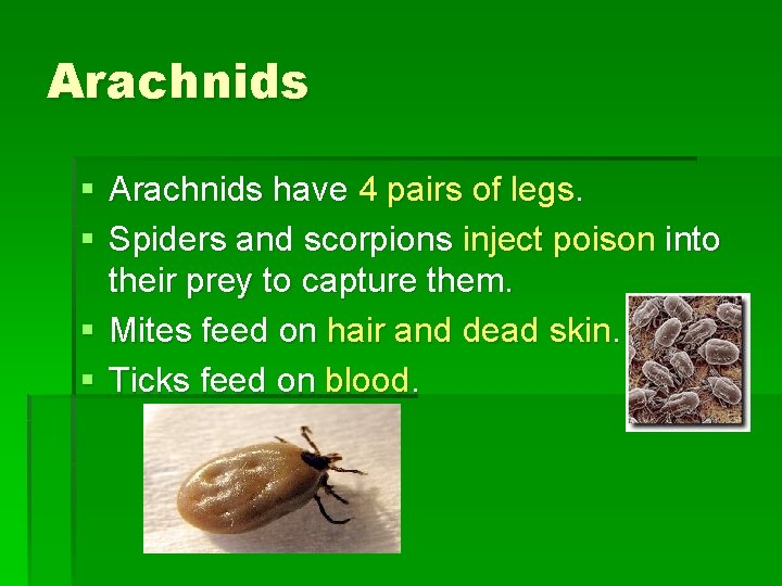 Arachnids § Arachnids have 4 pairs of legs. § Spiders and scorpions inject poison