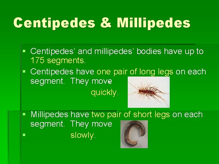 Centipedes & Millipedes § Centipedes’ and millipedes’ bodies have up to 175 segments. §
