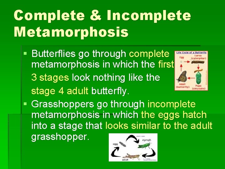 Complete & Incomplete Metamorphosis § Butterflies go through complete metamorphosis in which the first