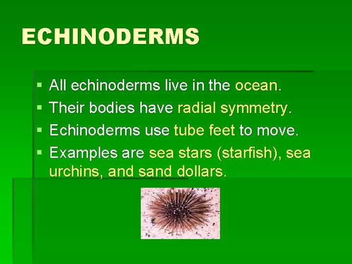 ECHINODERMS § § All echinoderms live in the ocean. Their bodies have radial symmetry.