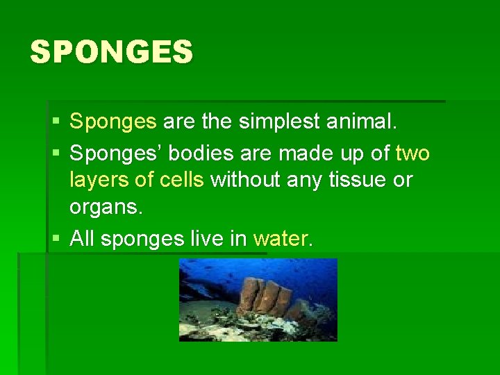 SPONGES § Sponges are the simplest animal. § Sponges’ bodies are made up of