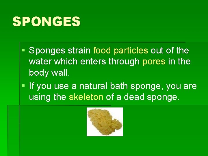 SPONGES § Sponges strain food particles out of the water which enters through pores