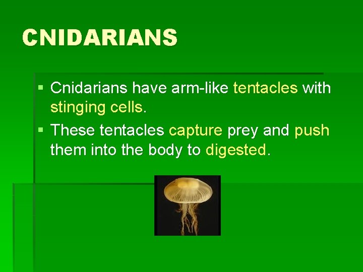 CNIDARIANS § Cnidarians have arm-like tentacles with stinging cells. § These tentacles capture prey