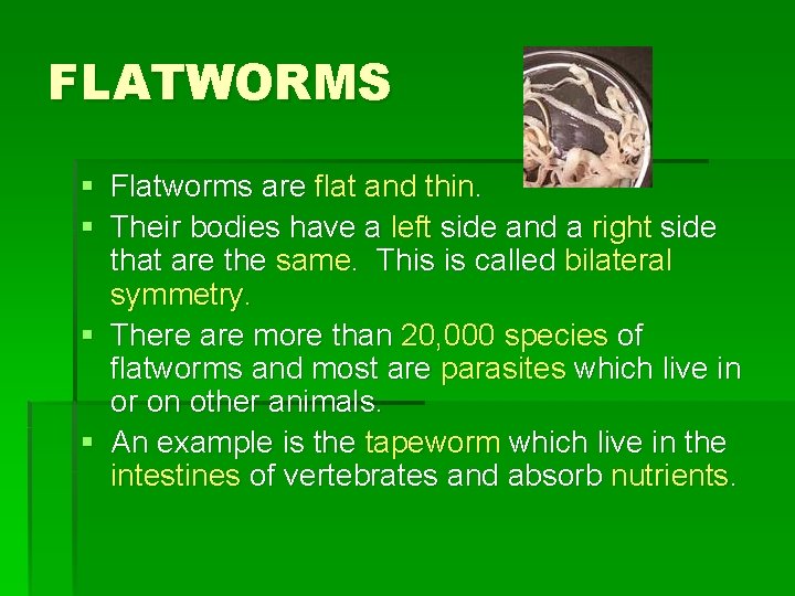 FLATWORMS § Flatworms are flat and thin. § Their bodies have a left side
