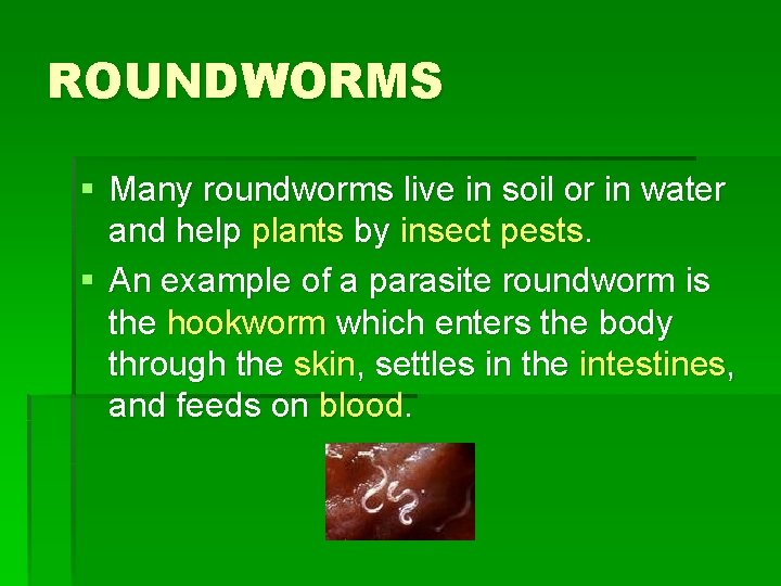 ROUNDWORMS § Many roundworms live in soil or in water and help plants by