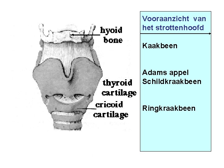 Vooraanzicht van het strottenhoofd Kaakbeen Adams appel Schildkraakbeen Ringkraakbeen 