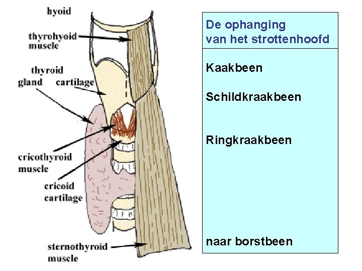 De ophanging van het strottenhoofd Kaakbeen Schildkraakbeen Ringkraakbeen naar borstbeen 