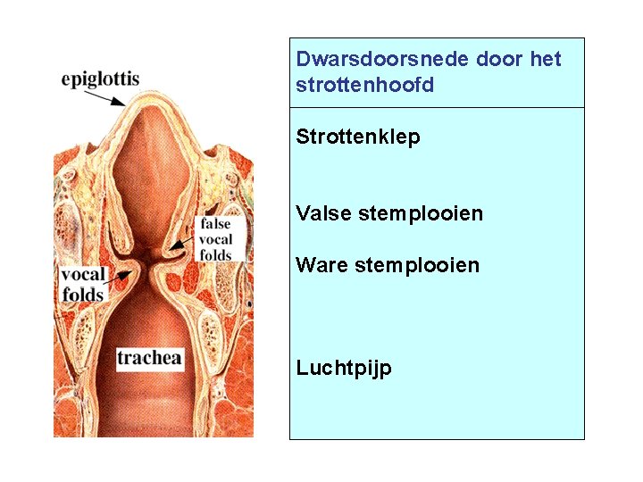 Dwarsdoorsnede door het strottenhoofd Strottenklep Valse stemplooien Ware stemplooien Luchtpijp 