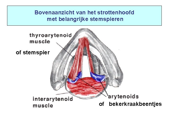 Bovenaanzicht van het strottenhoofd met belangrijke stemspieren of stemspier of bekerkraakbeentjes 