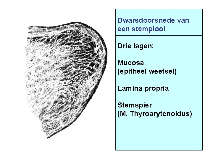 Dwarsdoorsnede van een stemplooi Drie lagen: Mucosa (epitheel weefsel) Lamina propria Stemspier (M. Thyroarytenoidus)