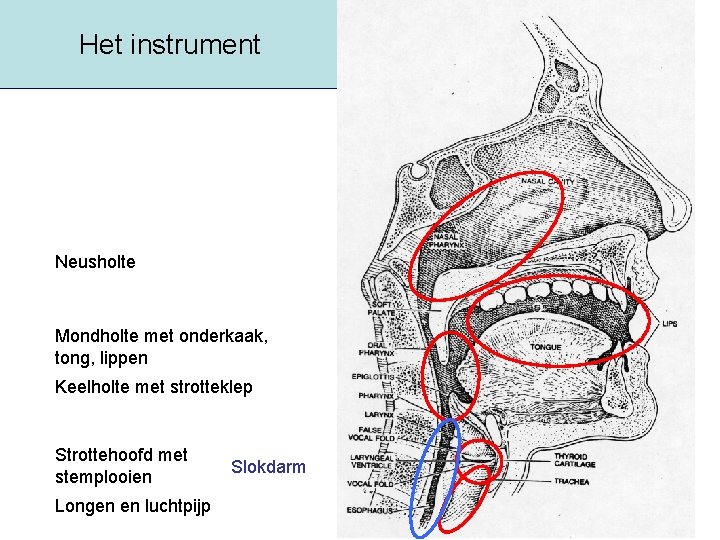 Het instrument Neusholte Mondholte met onderkaak, tong, lippen Keelholte met strotteklep Strottehoofd met stemplooien