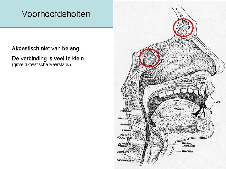 Voorhoofdsholten Akoestisch niet van belang De verbinding is veel te klein (grote akoestische weerstand)