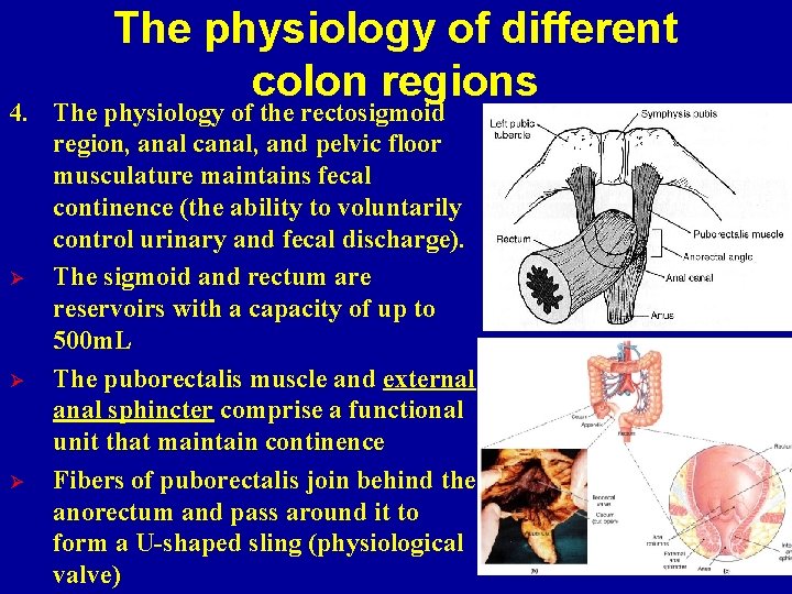 The physiology of different colon regions 4. The physiology of the rectosigmoid region, anal