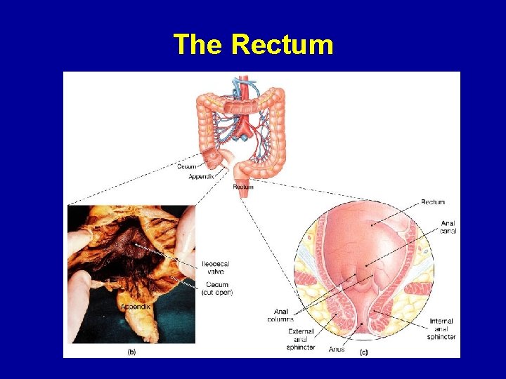 The Rectum 