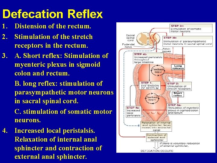 Defecation Reflex 1. Distension of the rectum. 2. Stimulation of the stretch receptors in