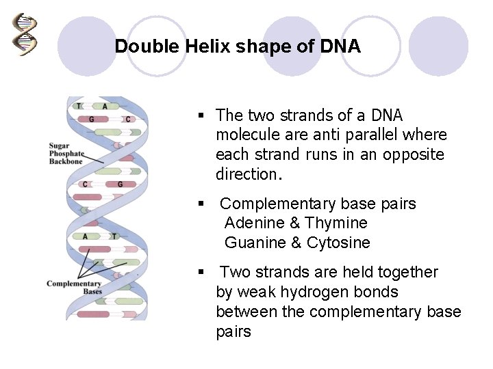 Double Helix shape of DNA § The two strands of a DNA molecule are