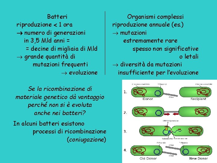 Batteri riproduzione 1 ora numero di generazioni in 3, 5 Mld anni = =