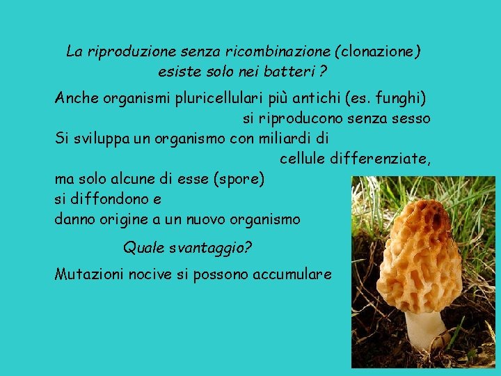 La riproduzione senza ricombinazione (clonazione) esiste solo nei batteri ? Anche organismi pluricellulari più