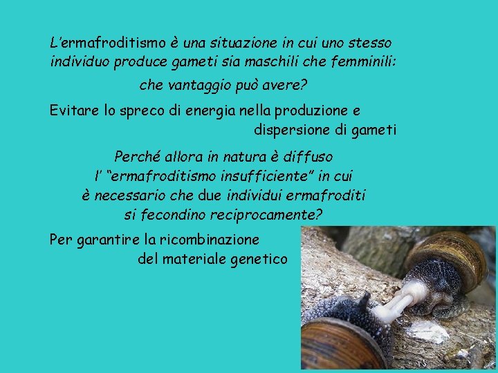 L’ermafroditismo è una situazione in cui uno stesso individuo produce gameti sia maschili che