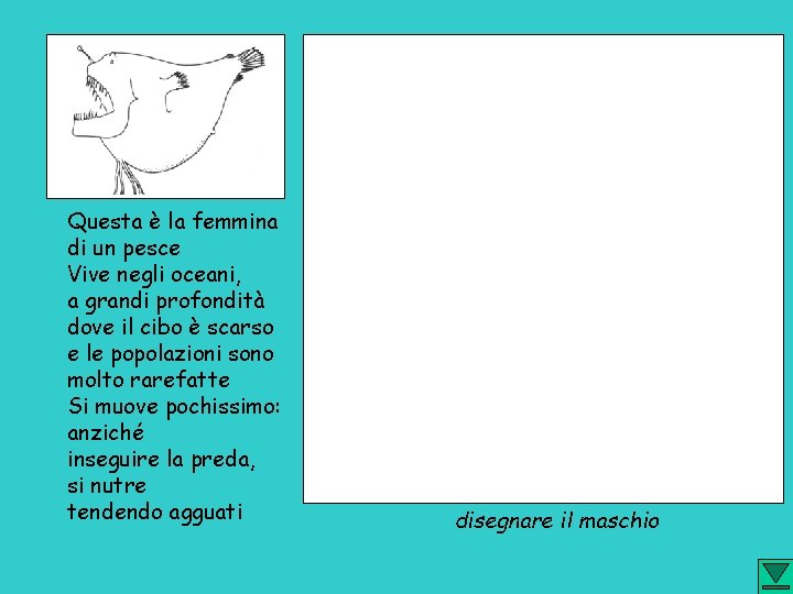 Questa è la femmina di un pesce Vive negli oceani, a grandi profondità dove