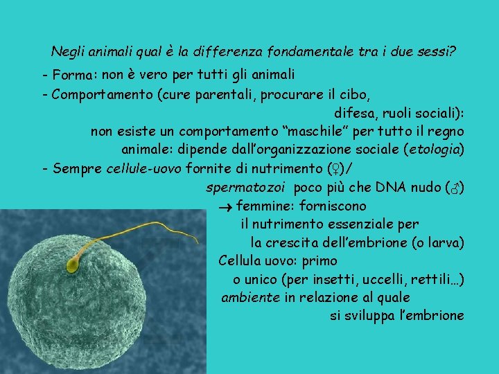 Negli animali qual è la differenza fondamentale tra i due sessi? - Forma :