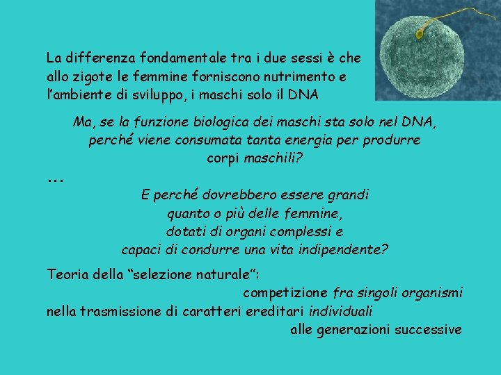 La differenza fondamentale tra i due sessi è che allo zigote le femmine forniscono