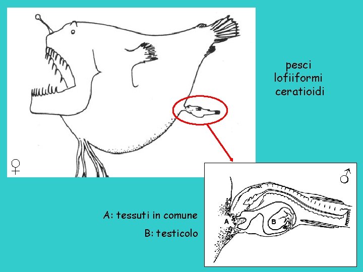 pesci lofiiformi ceratioidi ♀ ♂ A: tessuti in comune B: testicolo 