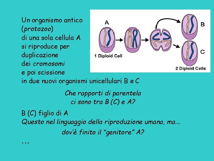Un organismo antico (protozoo) di una sola cellula A si riproduce per duplicazione dei