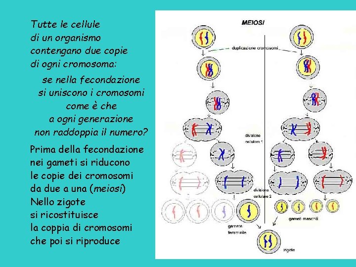 Tutte le cellule di un organismo contengano due copie di ogni cromosoma: se nella