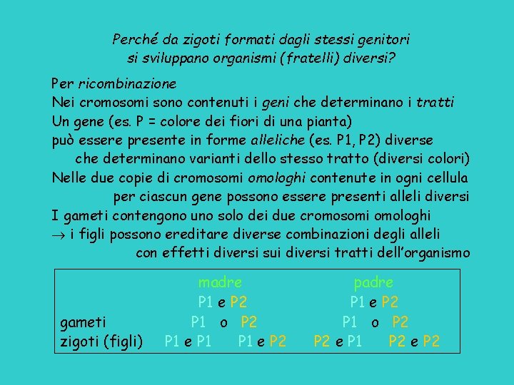 Perché da zigoti formati dagli stessi genitori si sviluppano organismi (fratelli) diversi? Per ricombinazione