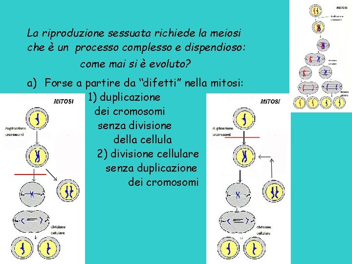 La riproduzione sessuata richiede la meiosi che è un processo complesso e dispendioso: come