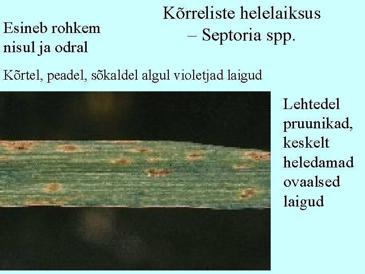 Esineb rohkem nisul ja odral Kõrreliste helelaiksus – Septoria spp. Kõrtel, peadel, sõkaldel algul Esineb rohkem nisul ja odral Kõrreliste helelaiksus – Septoria spp. Kõrtel, peadel, sõkaldel algul