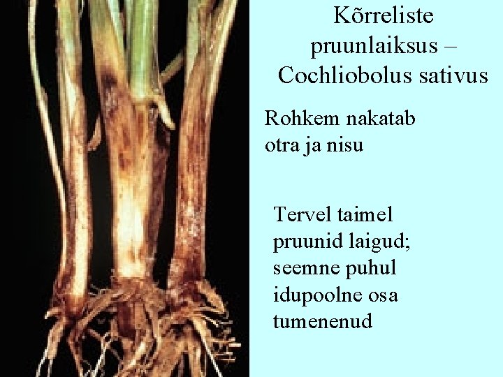 Kõrreliste pruunlaiksus – Cochliobolus sativus Rohkem nakatab otra ja nisu Tervel taimel pruunid laigud; Kõrreliste pruunlaiksus – Cochliobolus sativus Rohkem nakatab otra ja nisu Tervel taimel pruunid laigud;