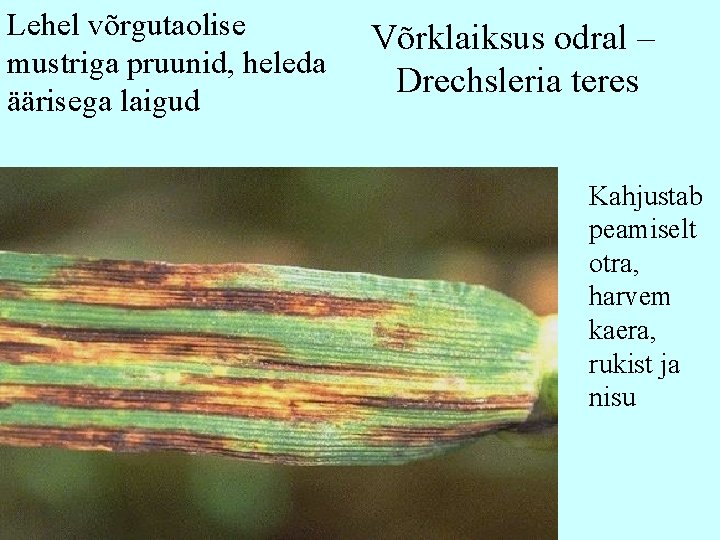 Lehel võrgutaolise mustriga pruunid, heleda äärisega laigud Võrklaiksus odral – Drechsleria teres Kahjustab peamiselt Lehel võrgutaolise mustriga pruunid, heleda äärisega laigud Võrklaiksus odral – Drechsleria teres Kahjustab peamiselt