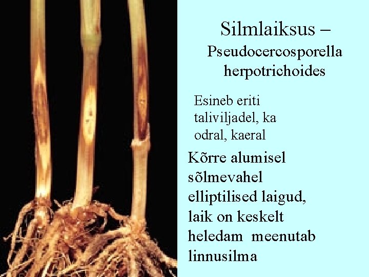 Silmlaiksus – Pseudocercosporella herpotrichoides Esineb eriti taliviljadel, ka odral, kaeral Kõrre alumisel sõlmevahel elliptilised Silmlaiksus – Pseudocercosporella herpotrichoides Esineb eriti taliviljadel, ka odral, kaeral Kõrre alumisel sõlmevahel elliptilised
