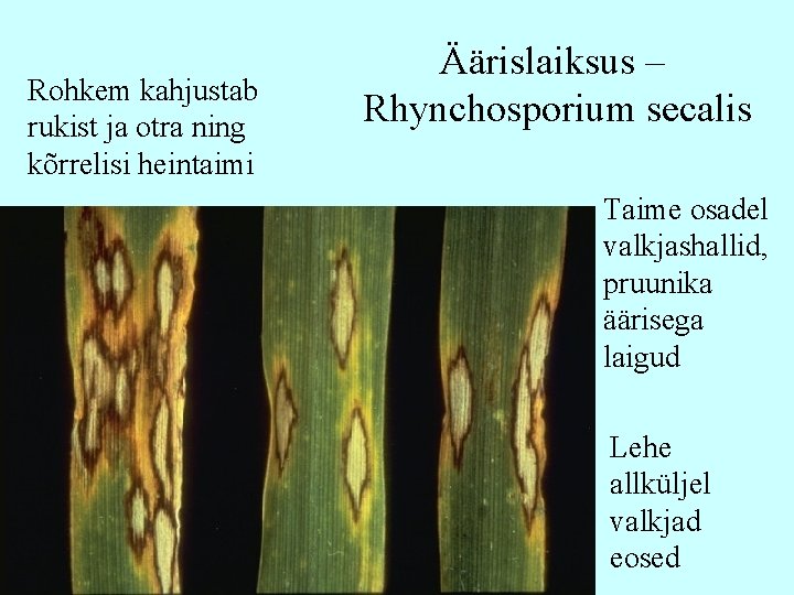 Rohkem kahjustab rukist ja otra ning kõrrelisi heintaimi Äärislaiksus – Rhynchosporium secalis Taime osadel Rohkem kahjustab rukist ja otra ning kõrrelisi heintaimi Äärislaiksus – Rhynchosporium secalis Taime osadel