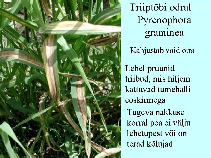 Triiptõbi odral – Pyrenophora graminea Kahjustab vaid otra Lehel pruunid triibud, mis hiljem kattuvad Triiptõbi odral – Pyrenophora graminea Kahjustab vaid otra Lehel pruunid triibud, mis hiljem kattuvad