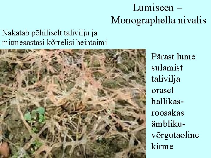 Lumiseen – Monographella nivalis Nakatab põhiliselt talivilju ja mitmeaastasi kõrrelisi heintaimi Pärast lume sulamist Lumiseen – Monographella nivalis Nakatab põhiliselt talivilju ja mitmeaastasi kõrrelisi heintaimi Pärast lume sulamist