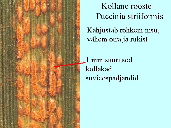Kollane rooste – Puccinia striiformis Kahjustab rohkem nisu, vähem otra ja rukist 1 mm Kollane rooste – Puccinia striiformis Kahjustab rohkem nisu, vähem otra ja rukist 1 mm