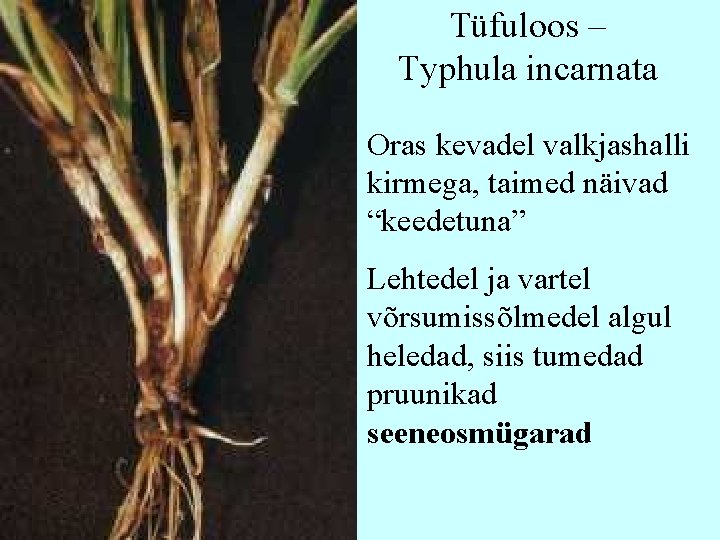 Tüfuloos – Typhula incarnata Oras kevadel valkjashalli kirmega, taimed näivad “keedetuna” Lehtedel ja vartel Tüfuloos – Typhula incarnata Oras kevadel valkjashalli kirmega, taimed näivad “keedetuna” Lehtedel ja vartel
