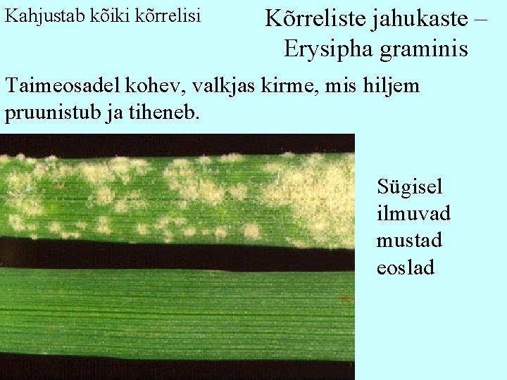 Kahjustab kõiki kõrrelisi Kõrreliste jahukaste – Erysipha graminis Taimeosadel kohev, valkjas kirme, mis hiljem Kahjustab kõiki kõrrelisi Kõrreliste jahukaste – Erysipha graminis Taimeosadel kohev, valkjas kirme, mis hiljem