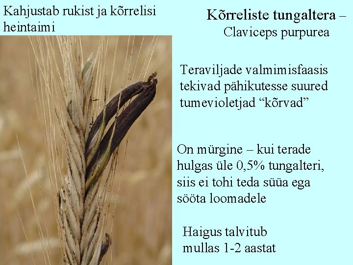 Kahjustab rukist ja kõrrelisi heintaimi Kõrreliste tungaltera – Claviceps purpurea Teraviljade valmimisfaasis tekivad pähikutesse Kahjustab rukist ja kõrrelisi heintaimi Kõrreliste tungaltera – Claviceps purpurea Teraviljade valmimisfaasis tekivad pähikutesse