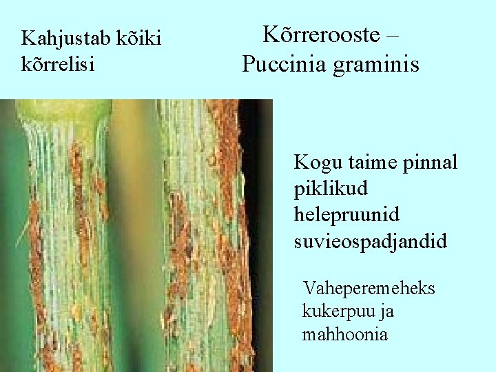 Kahjustab kõiki kõrrelisi Kõrrerooste – Puccinia graminis Kogu taime pinnal piklikud helepruunid suvieospadjandid Vaheperemeheks Kahjustab kõiki kõrrelisi Kõrrerooste – Puccinia graminis Kogu taime pinnal piklikud helepruunid suvieospadjandid Vaheperemeheks