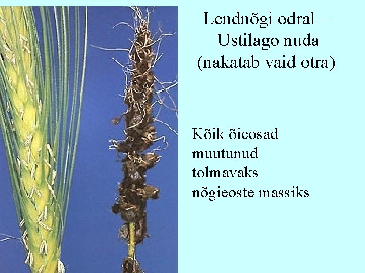 Lendnõgi odral – Ustilago nuda (nakatab vaid otra) Kõik õieosad muutunud tolmavaks nõgieoste massiks Lendnõgi odral – Ustilago nuda (nakatab vaid otra) Kõik õieosad muutunud tolmavaks nõgieoste massiks