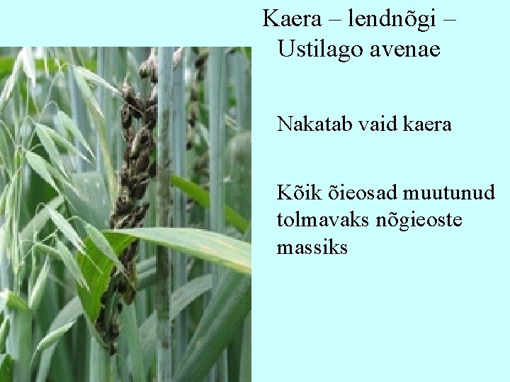 Kaera – lendnõgi – Ustilago avenae Nakatab vaid kaera Kõik õieosad muutunud tolmavaks nõgieoste Kaera – lendnõgi – Ustilago avenae Nakatab vaid kaera Kõik õieosad muutunud tolmavaks nõgieoste