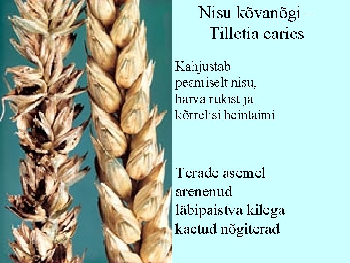 Nisu kõvanõgi – Tilletia caries Kahjustab peamiselt nisu, harva rukist ja kõrrelisi heintaimi Terade Nisu kõvanõgi – Tilletia caries Kahjustab peamiselt nisu, harva rukist ja kõrrelisi heintaimi Terade