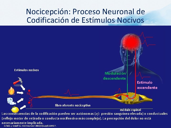 Nocicepción: Proceso Neuronal de Codificación de Estímulos Nocivos Estímulos nocivos Modulación descendente Estímulo ascendente