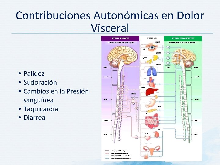 Contribuciones Autonómicas en Dolor Visceral DIVISIÓN SIMPÁTICA EFECTORES DIVISIÓN PARASIMPÁTICA Glándula lagrimal Cerebro, tallo