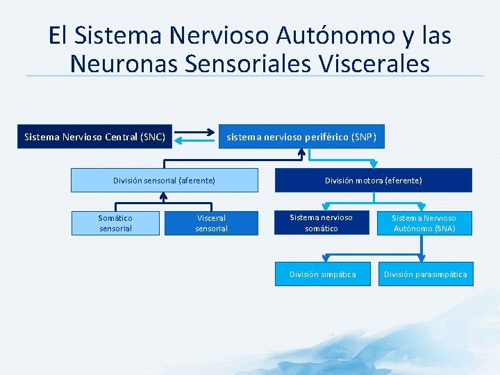 El Sistema Nervioso Autónomo y las Neuronas Sensoriales Viscerales Sistema Nervioso Central (SNC) sistema