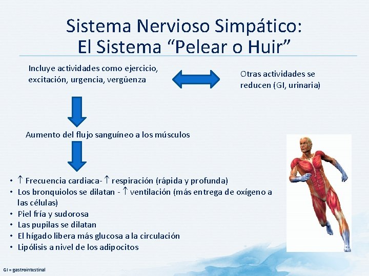 Sistema Nervioso Simpático: El Sistema “Pelear o Huir” Incluye actividades como ejercicio, excitación, urgencia,